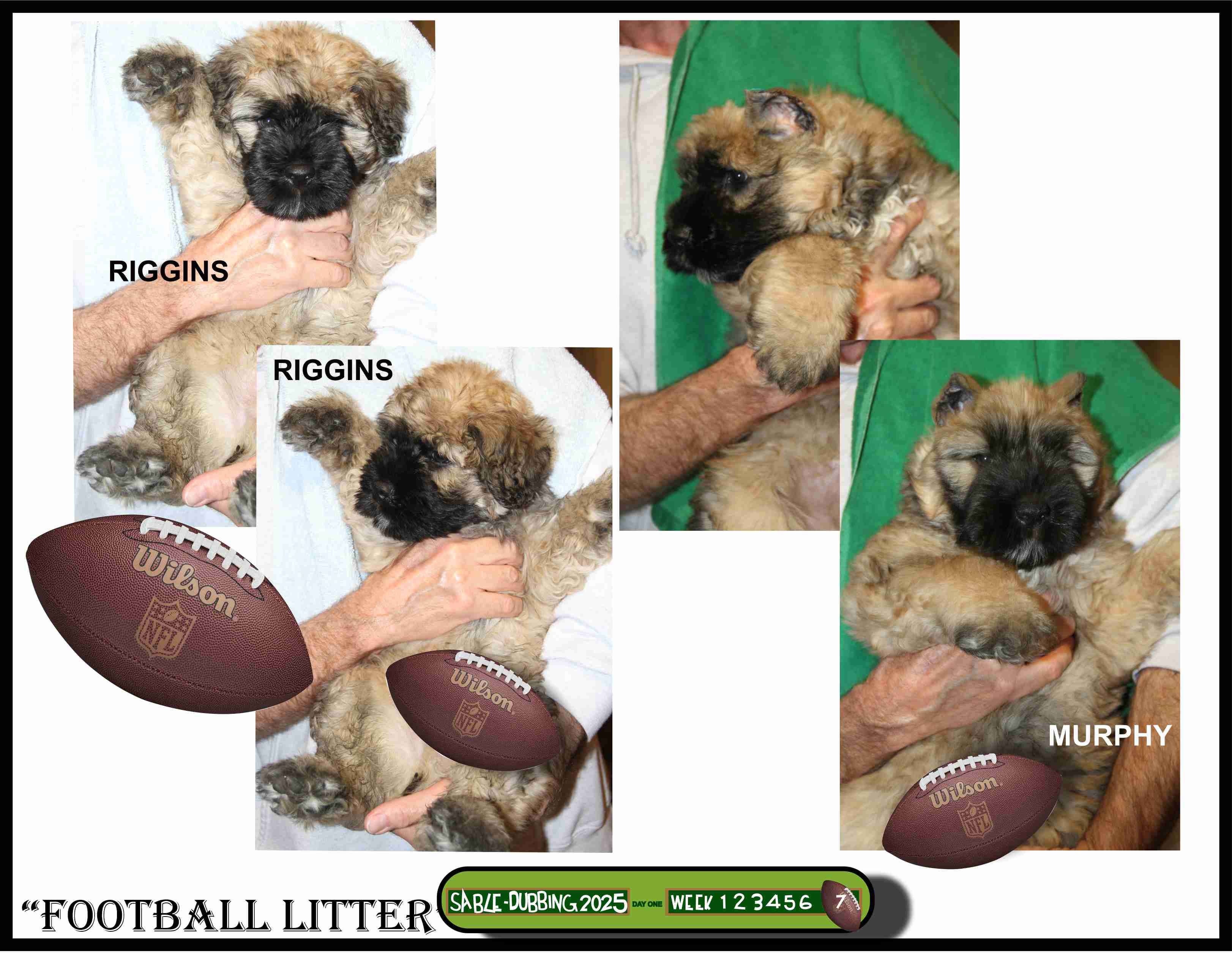 Sable & Dubbing 2025 Football LItter
